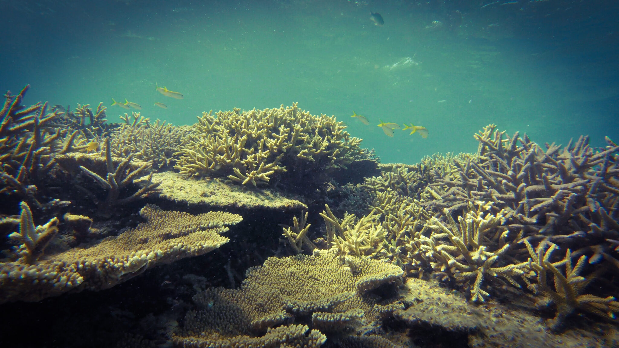 JAPAN’S GREAT CORAL BARRIER REEF IS IN OKINAWA PERFECTURE – Life Beyond ...