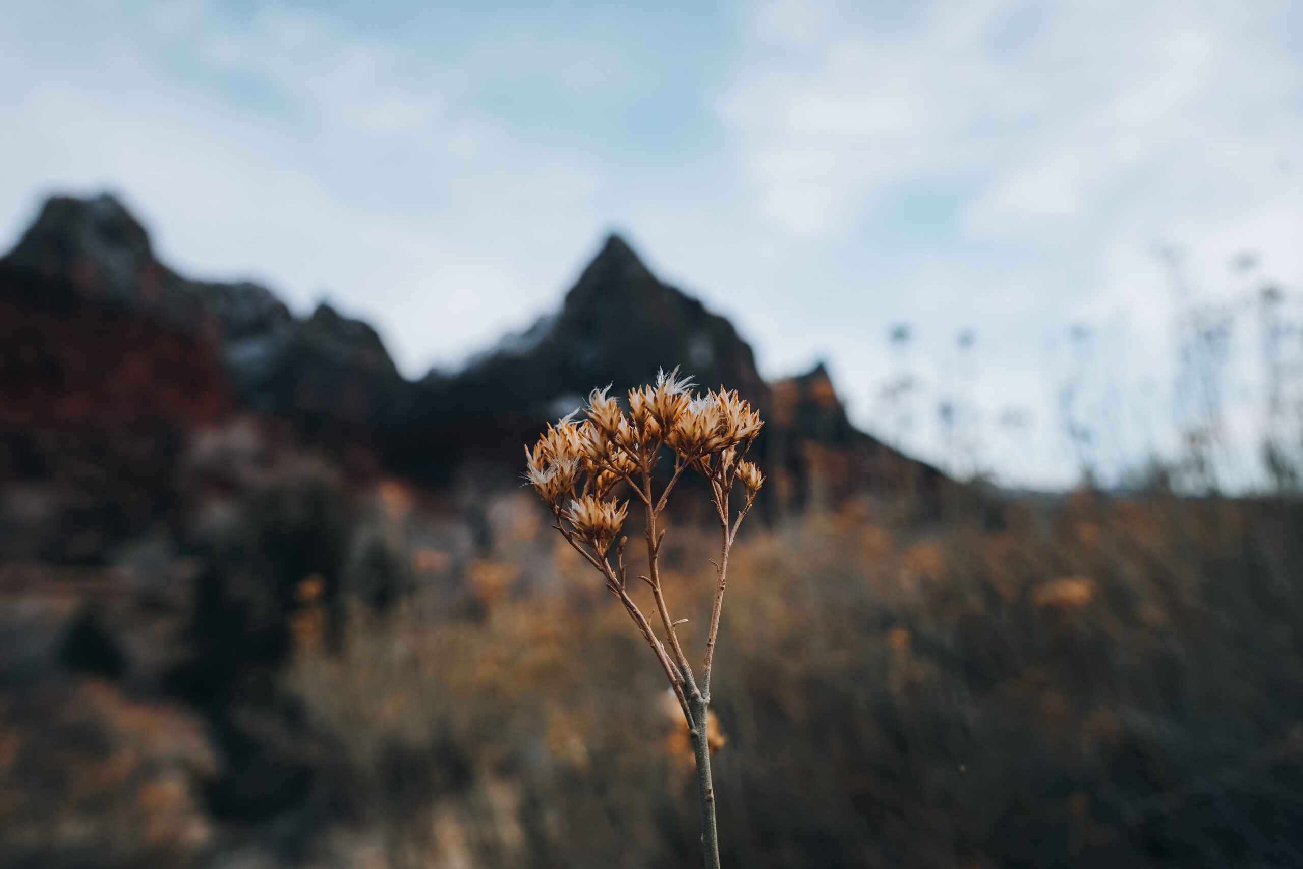 Zion Natonal Park River Walk Trail